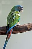 Blue-headed Macaw RWD2.jpg