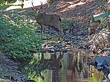 Buck in Permanente Creek Oct. 8, 2016.jpg
