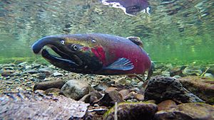 Coho Spawning on the Salmon River (16335493292)