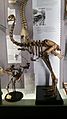 Dinornis novaezealandiae - 1
