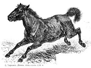 Equus ferus ferus
