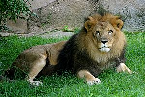 Fred the Lion full body resting