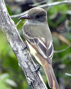 Great Crested Flycatcher Curry Hammock October 2020
