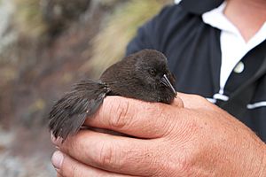 Inaccessible Island Flightless Rail showing wing