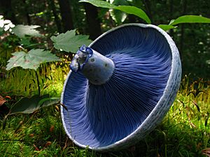 The underside of a circular mushroom cap, showing closely spaced blue lines radiating from the central stem. The light blue mushroom stem is broken, and its torn flesh is colored a dark blue. In the background can be seen trees, mosses, and leaves of a forest.
