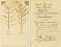 Linné-Praeludia Sponsaliorum Plantarum