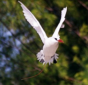 Red-tailed Tropicbird3