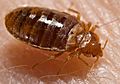Bed bug, Cimex lectularius