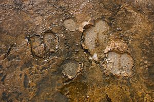 Bison tracks yellowstone