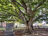 Copper Beech Tree-Drummond Hill Cemetery-Niagara Falls-Ontario-HPC9753-20221016.jpg