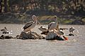 Eritrean birds - pelicans in Asmara pound