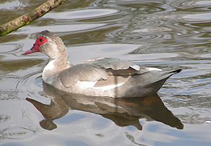 Female Muscovy Duck wen