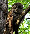 Hontoon Dead - Barred Owl