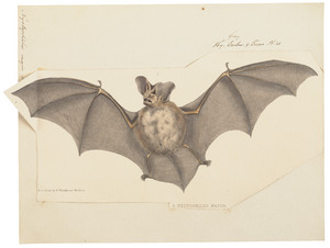 Nyctophilus major - 1700-1880 - Print - Iconographia Zoologica - Special Collections University of Amsterdam - UBA01 IZ20700133.tif