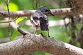 Oriental magpie-robin in New Delhi