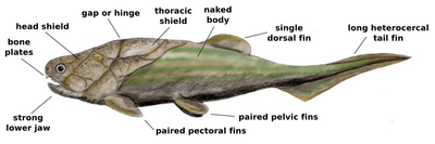 Placoderm anatomy
