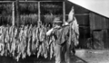 Queensland State Archives 4355 Drying tobacco Texas Southern Queensland c 1930