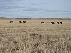 Saskatchewan - Grasslands National Park 02