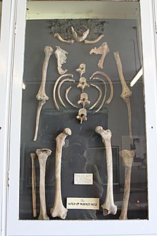 Skeleton in Wells and Mendip Museum