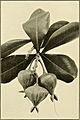 The ornamental trees of Hawaii (1917) (14785855563)