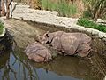 Zoo Basel Rhinos