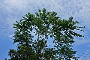 A Toona sinensis tree