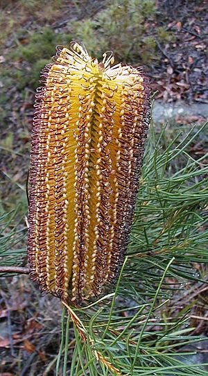 Banksia spinulosa dark styles Georges River NP email.jpg