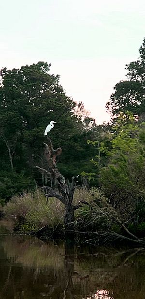Bird Nesting on Dickinson Bayou