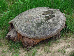 Common Snapping Turtle.jpg