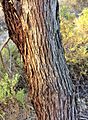 Eucalyptus cneorifolia - trunk bark