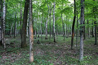Gfp-wisconsin-potawatomi-state-park-forest