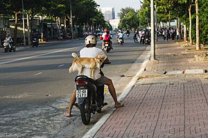 Man and dog at bike