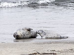 Nursing Harbor Seal pup (cropped)