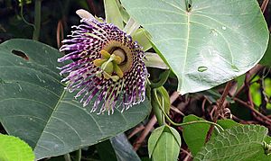 Passiflora ligularis (14642851748).jpg