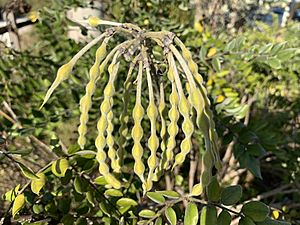 Sophora tomentosa Photo by Katherine Wagner-Reiss MD 06