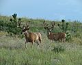 Two Mule Deer Grazing - Ridgeline Open Space - Castle Rock, CO