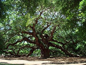 Angel Oak Tree in SC