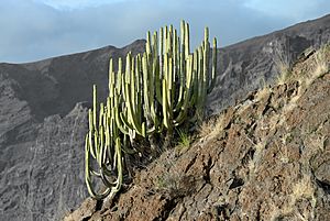 Euphorbia canariensis Tenerife 2012.jpg