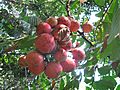 Fruits of Chisocheton paniculatus