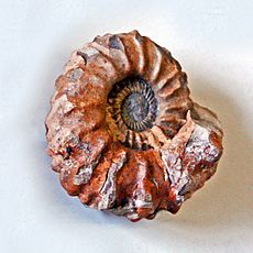 Gasteropods - Ammonites - Collignoniceras woolgari