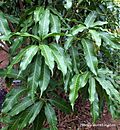 Irvingia gabonensis African Bush Mango (21033194961).jpg