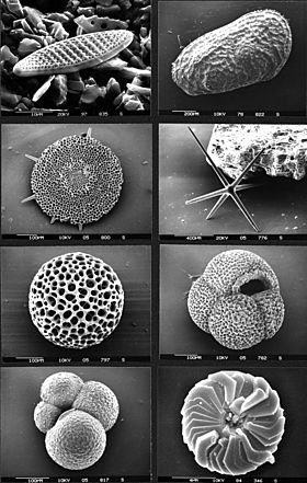 Marine-microfossils hg