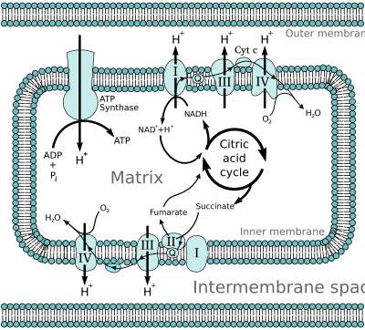 Mitochondrial electron transport chain—Etc4