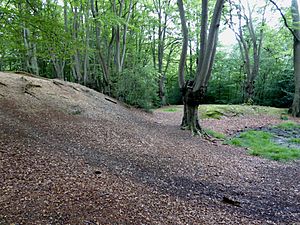 Northwestern ditch and bank at Loughton Camp