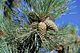 Pinus ponderosa branch cones.jpg