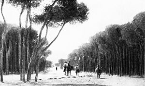 SL 1914 D052 among the pine groves of the cape of beirut
