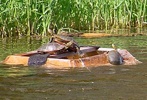 Turtles on trap1