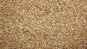 A closeup scene of country pearl millet
