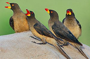 Flickr - Rainbirder - Yellow-billed Oxpeckers (Buphagus africanus)