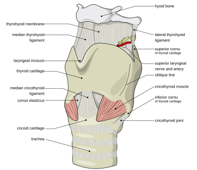 Larynx external en